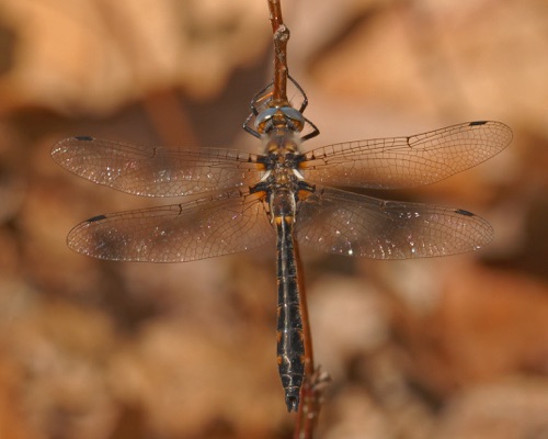 Male
2011_04_17_Chattooga